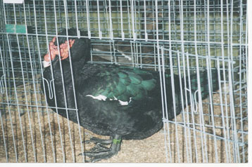Black Muscovy Champion Black Muscovy Champion